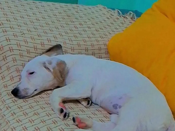 Cachorro ra a SRD-ViraLata idade 1 ano nome Lua 