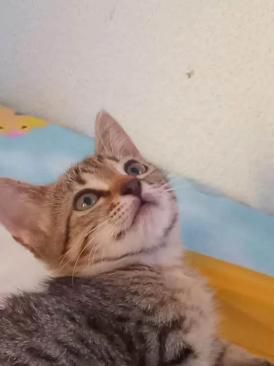 Gato ra a SRD-ViraLata idade 2 a 6 meses nome Lalica