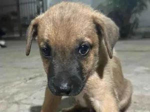 Cachorro raça SRD-ViraLata idade 2 a 6 meses nome Ainda sem nome