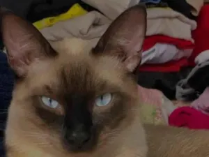 Gato raça Siamês idade 1 ano nome Shelby 