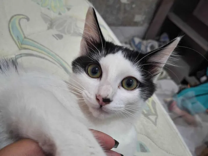 Gato ra a SRD-ViraLata idade 6 ou mais anos nome Luna e logan