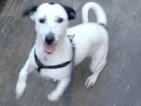 Cachorro raça Dálmata idade 7 a 11 meses nome Kiara