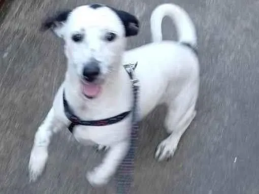 Cachorro ra a Dálmata idade 7 a 11 meses nome Kiara