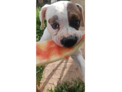 Cachorro raça Boxer idade 3 anos nome Tuco 