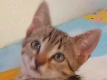 Gato raça SRD-ViraLata idade 2 a 6 meses nome Lalica
