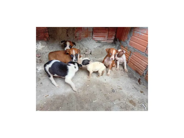 Cachorro raça SRD-ViraLata idade 2 a 6 meses nome ANA DALGIZA SENA SIQUEIRA