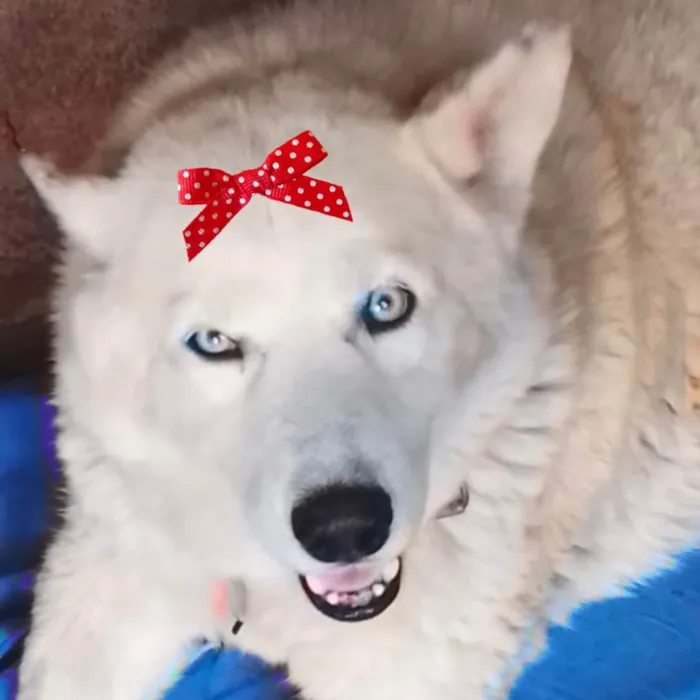 Cachorro ra a Husky Siberiano idade 1 ano nome Luna 