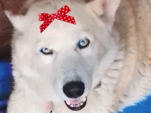Cachorro raça Husky Siberiano idade 1 ano nome Luna 