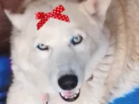 Cachorro ra a Husky Siberiano idade 1 ano nome Luna 