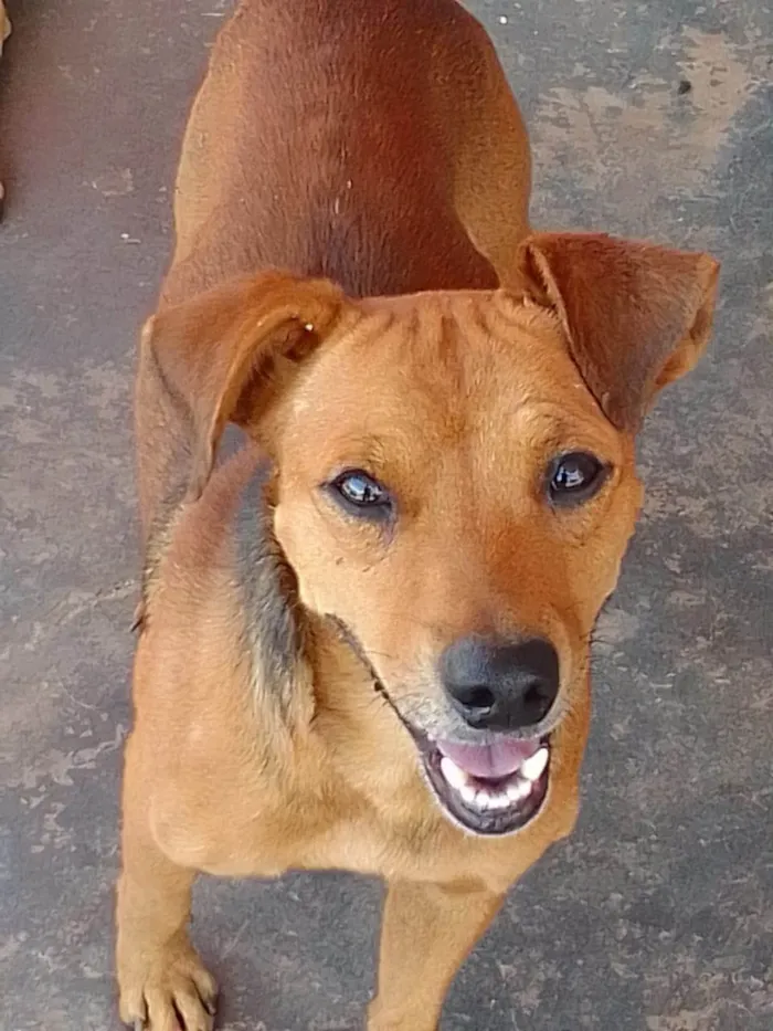 Cachorro ra a SRD-ViraLata idade 2 a 6 meses nome Caramelo