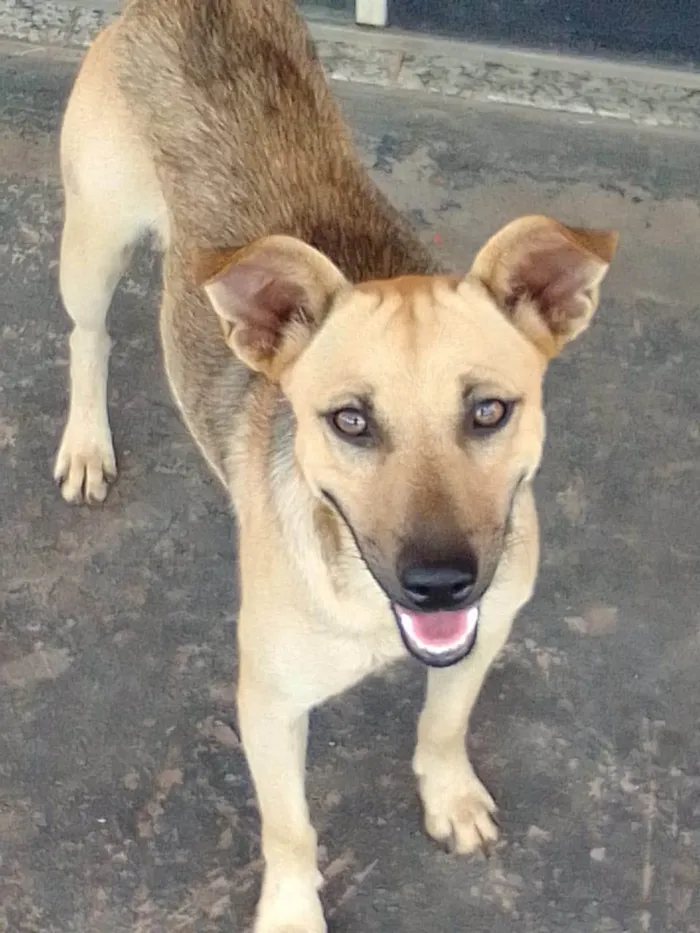 Cachorro ra a SRD-ViraLata idade 1 ano nome Loba