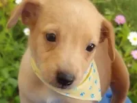 Cachorro raça SRD-ViraLata idade 2 a 6 meses nome Lucas