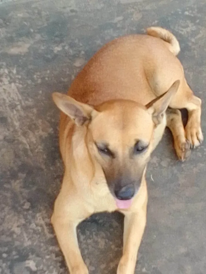 Cachorro ra a SRD-ViraLata idade 1 ano nome Cremosa