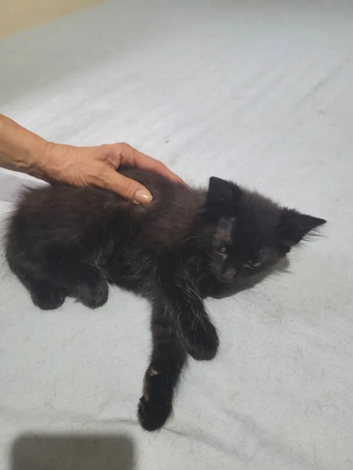 Gato ra a SRD-ViraLata idade 2 a 6 meses nome Andre