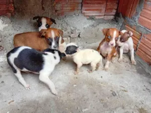 Cachorro raça SRD-ViraLata idade 2 a 6 meses nome ANA DALGIZA SENA SIQUEIRA
