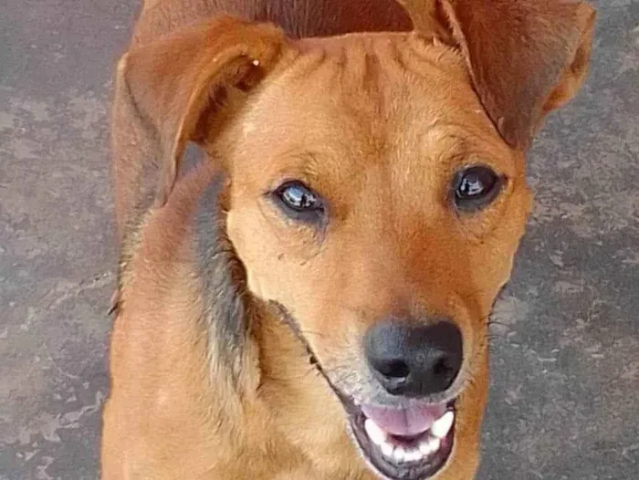 Cachorro raça SRD-ViraLata idade 2 a 6 meses nome Caramelo