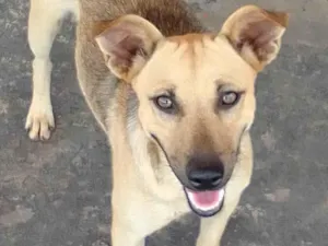 Cachorro ra a SRD-ViraLata idade 1 ano nome Loba