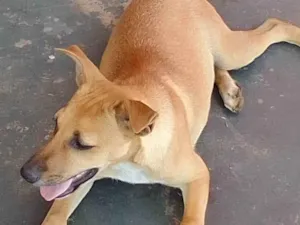 Cachorro raça SRD-ViraLata idade Abaixo de 2 meses nome Filhote