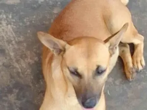 Cachorro raça SRD-ViraLata idade 1 ano nome Cremosa