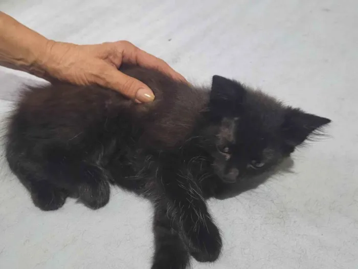 Gato ra a SRD-ViraLata idade 2 a 6 meses nome Andre