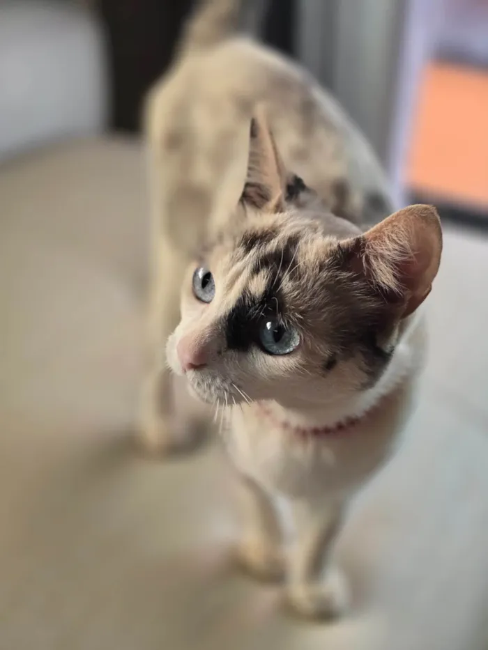 Gato ra a SRD-ViraLata idade 1 ano nome Cacau