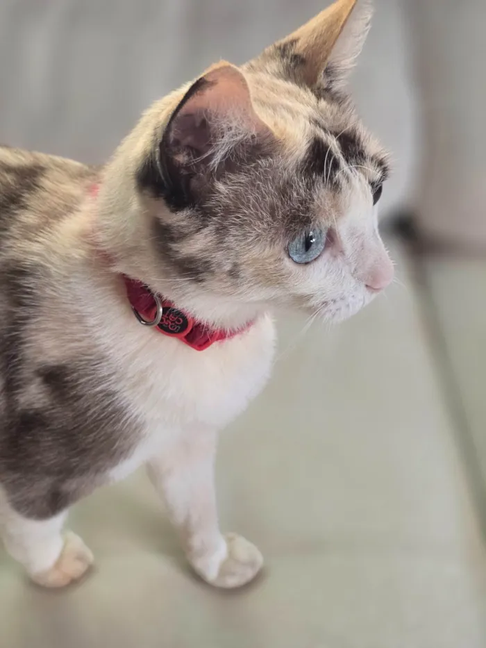 Gato ra a SRD-ViraLata idade 1 ano nome Cacau