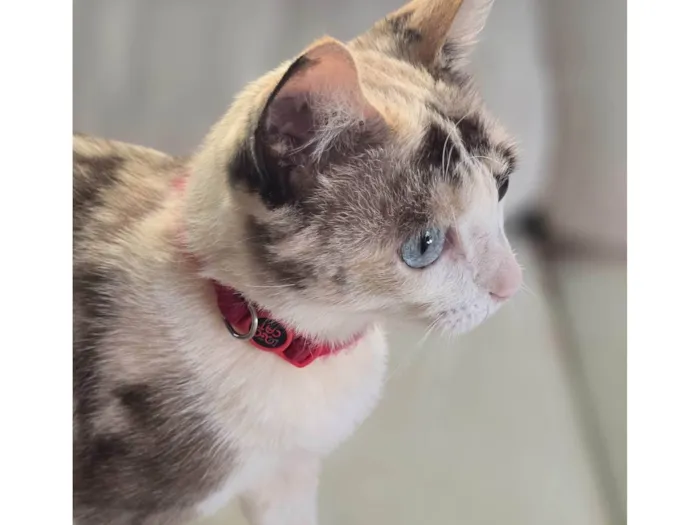 Gato ra a SRD-ViraLata idade 1 ano nome Cacau