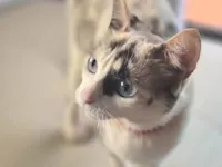 Gato ra a SRD-ViraLata idade 1 ano nome Cacau