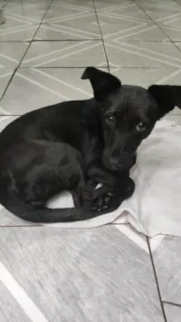 Cachorro raça SRD-ViraLata idade 2 a 6 meses nome Não tem nome 