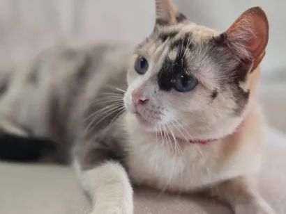 Gato ra a SRD-ViraLata idade 1 ano nome Cacau