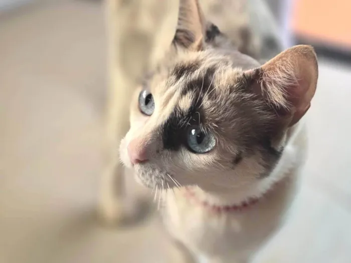 Gato ra a SRD-ViraLata idade 1 ano nome Cacau