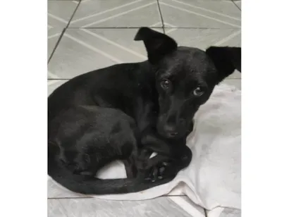 Cachorro raça SRD-ViraLata idade 2 a 6 meses nome Não tem nome 