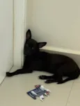 Cachorro ra a SRD-ViraLata idade 2 a 6 meses nome Amora 