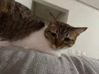 Gato raça SRD-ViraLata idade 2 anos nome Lola