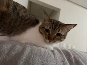 Gato ra a SRD-ViraLata idade 2 anos nome Lola