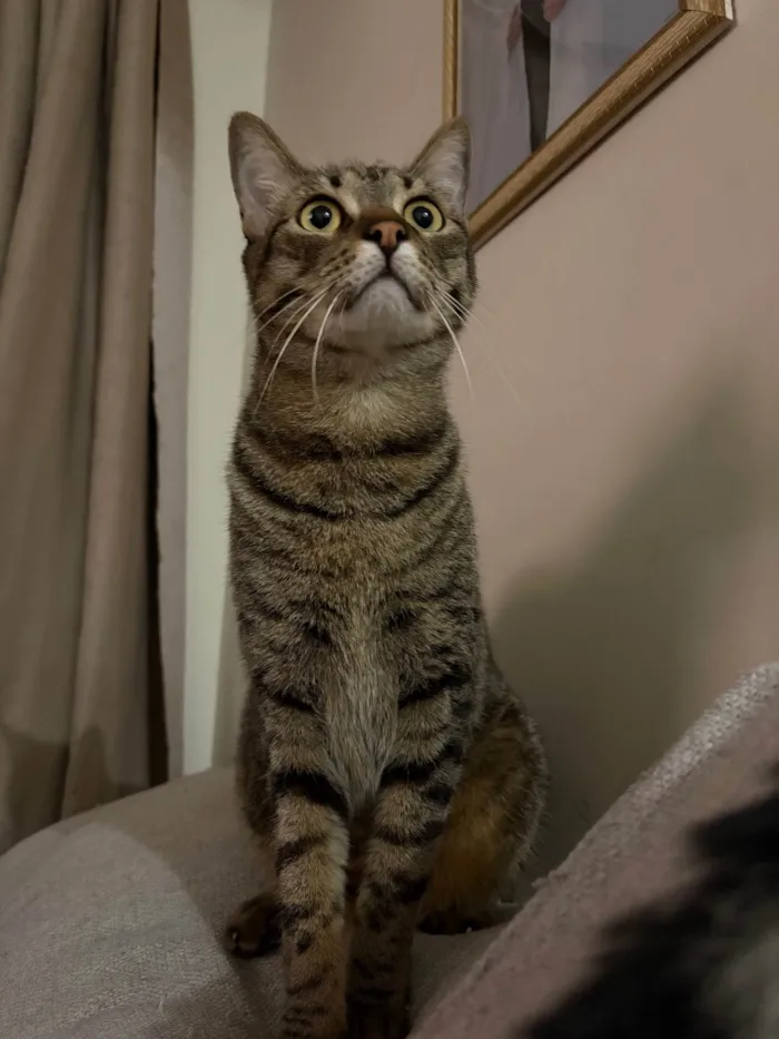 Gato ra a SRD-ViraLata idade 2 anos nome Charlie