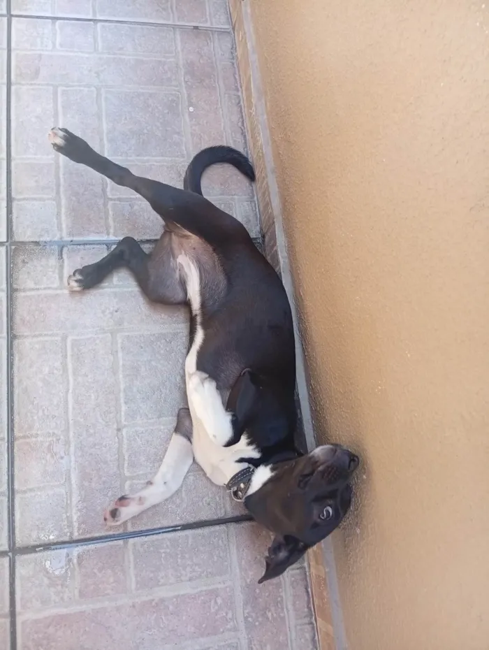 Cachorro ra a SRD-ViraLata idade 2 a 6 meses nome Lua