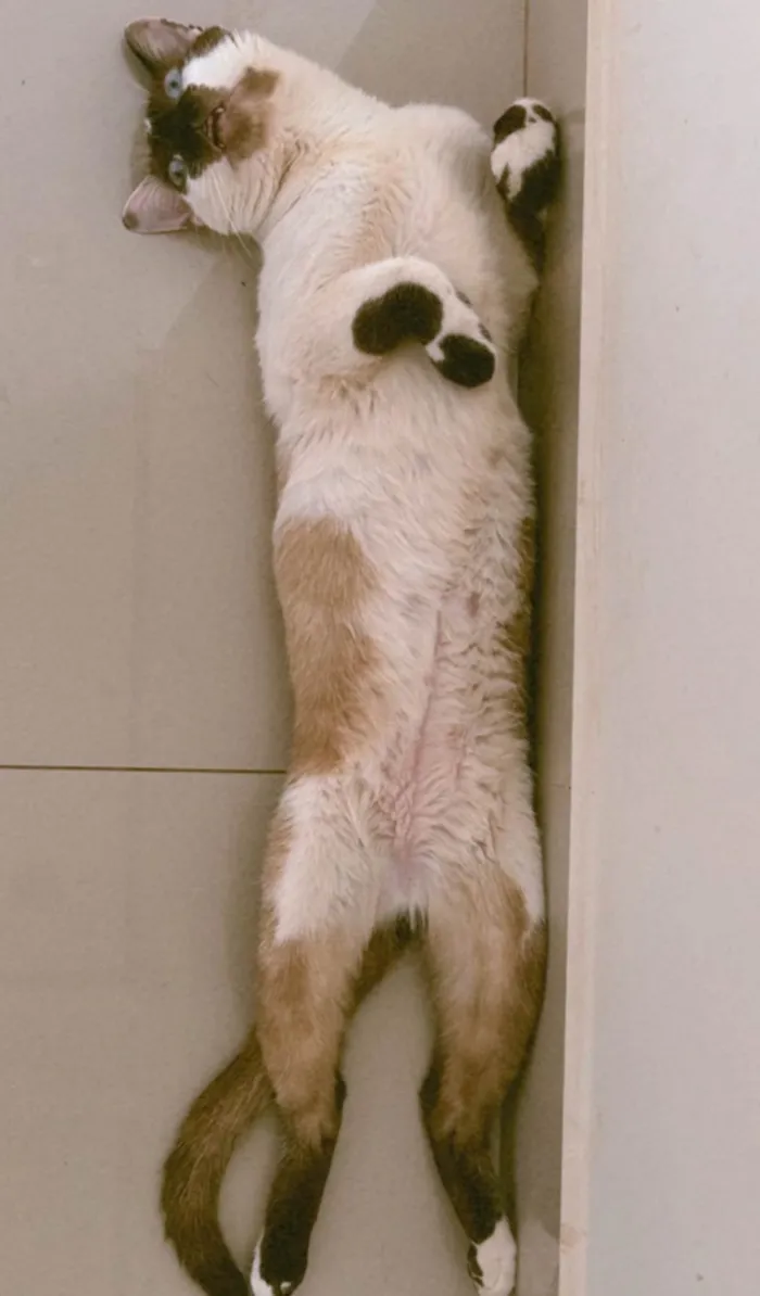 Gato ra a SRD-ViraLata idade 1 ano nome Ozzy