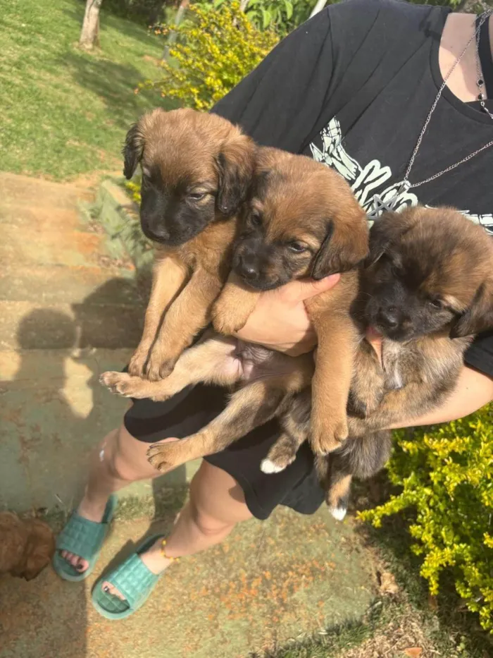 Cachorro ra a SRD-ViraLata idade 2 a 6 meses nome Machos e fêmea filhote 