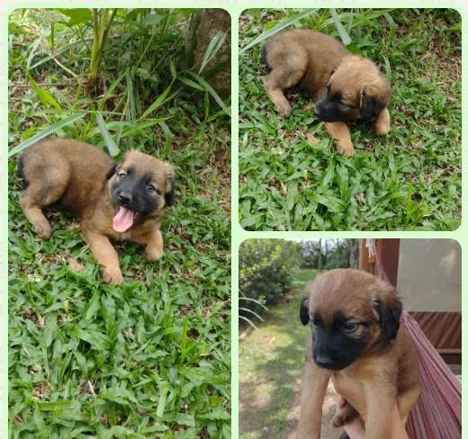 Cachorro ra a SRD-ViraLata idade 2 a 6 meses nome Machos e fêmea filhote 