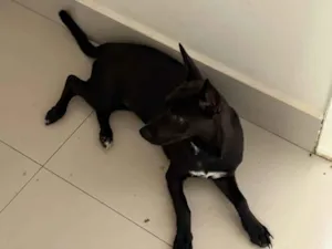 Cachorro raça SRD-ViraLata idade 2 a 6 meses nome Amora 