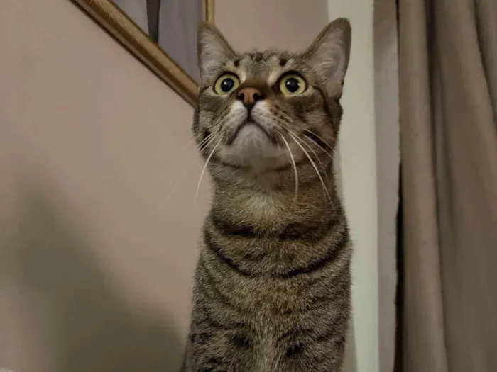 Gato ra a SRD-ViraLata idade 2 anos nome Charlie