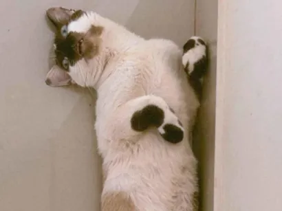 Gato raça SRD-ViraLata idade 1 ano nome Ozzy