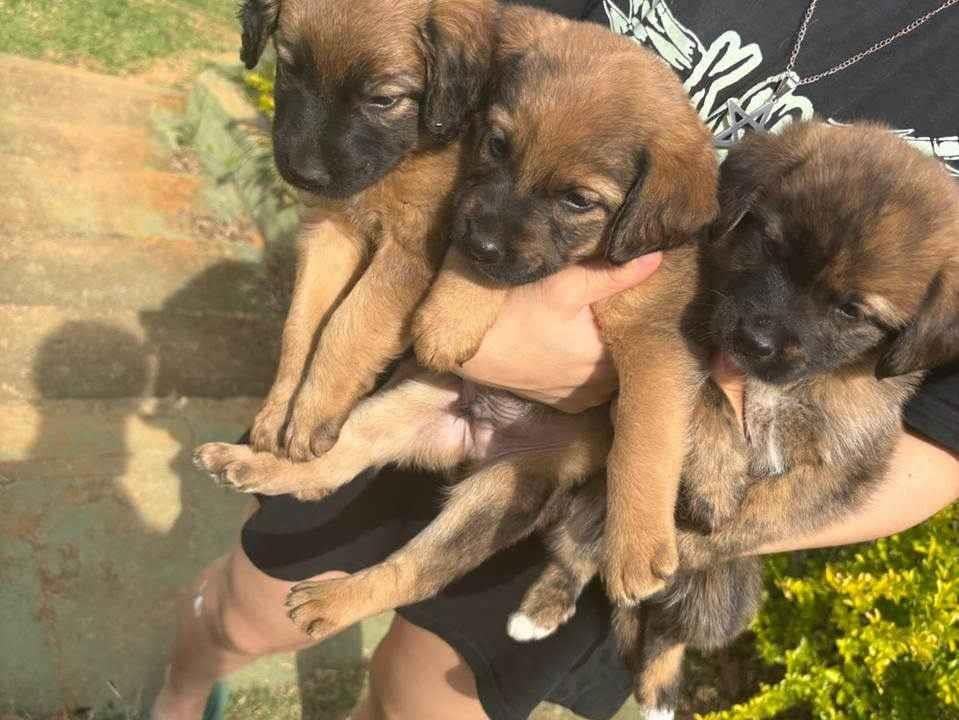 Cachorro ra a SRD-ViraLata idade 2 a 6 meses nome Machos e fêmea filhote 
