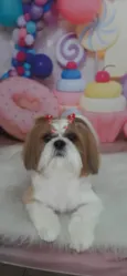 Cachorro ra a Shitzu idade 5 anos nome Zoe