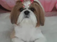 Cachorro raça Shitzu idade 5 anos nome Zoe
