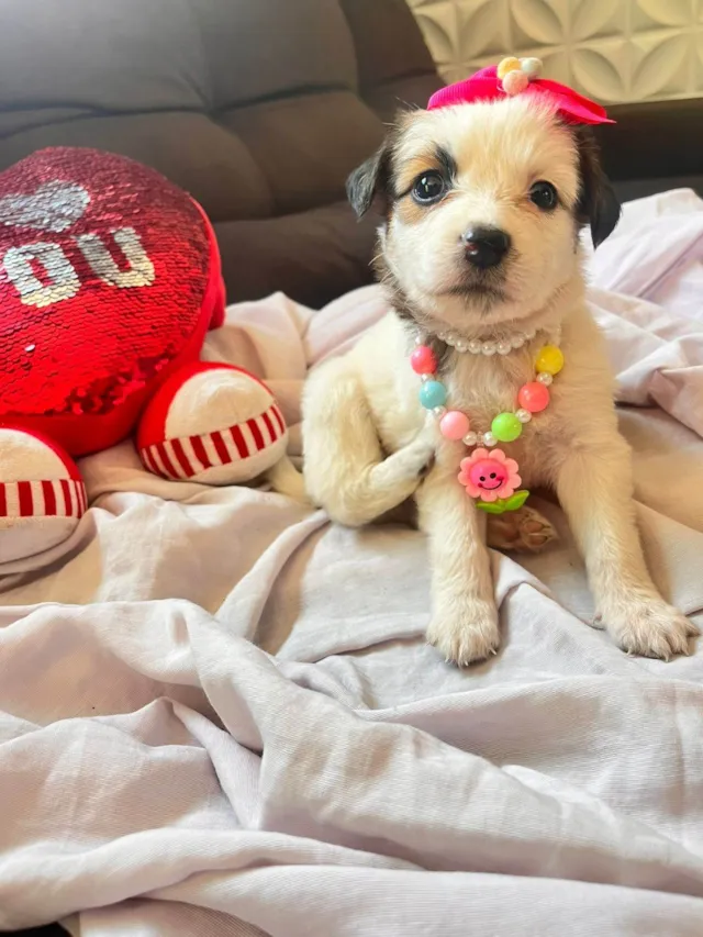 Cachorro ra a SRD-ViraLata idade Abaixo de 2 meses nome Sem nome