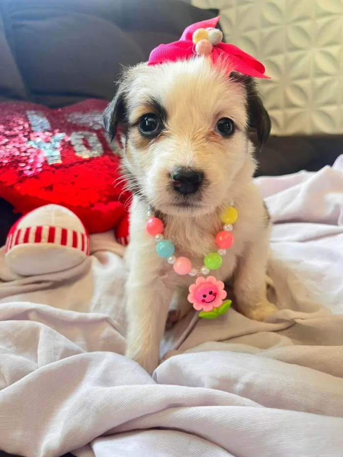 Cachorro ra a SRD-ViraLata idade Abaixo de 2 meses nome Sem nome