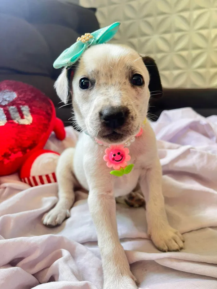 Cachorro ra a SRD-ViraLata idade Abaixo de 2 meses nome Sem nome
