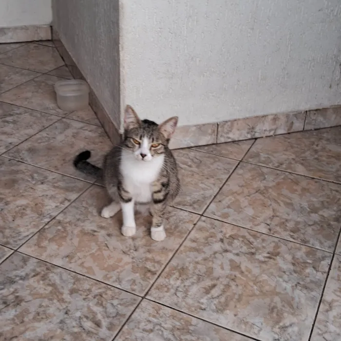 Gato ra a SRD-ViraLata idade 3 anos nome Sophia 